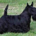 Scottish_Terrier_Middle_Aged