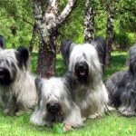 Skye Terriers