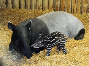 Una foto del Baby tapiro, presa dalla pagina Facebook dell'Evening News